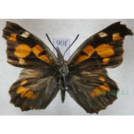 Libythea celtis (Laicharting, 1782) Dziobówka wiązowcowa Croatia90f